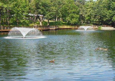 Ducks paddling along on South Lake