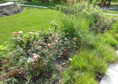 Roses still in bloom -late summer