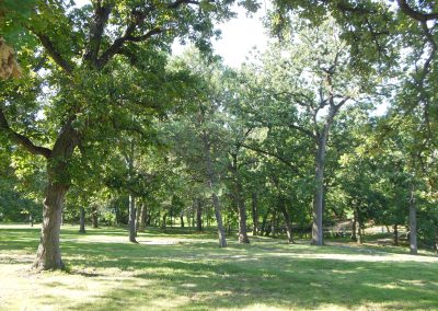 Large shade trees near South Lake