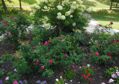 Rose Garden at Antioch Park